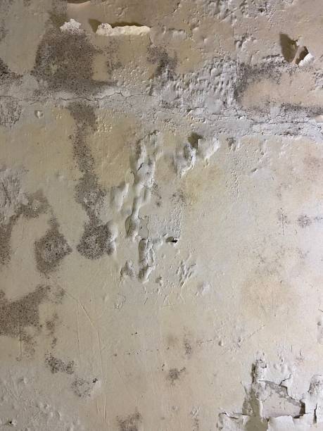 Best Best Mold Removal Companies  in Stonewood, WV