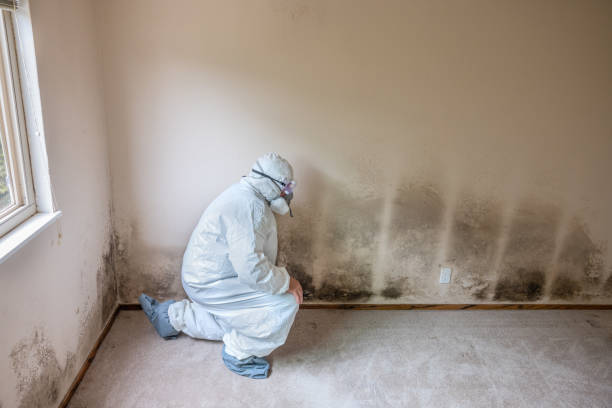Trusted Stonewood, WV Mold Removal Experts