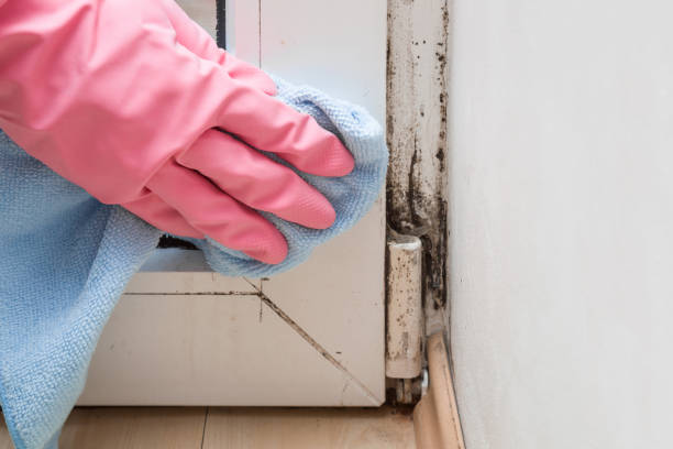 Crawl Space Mold Removal in Stonewood, WV