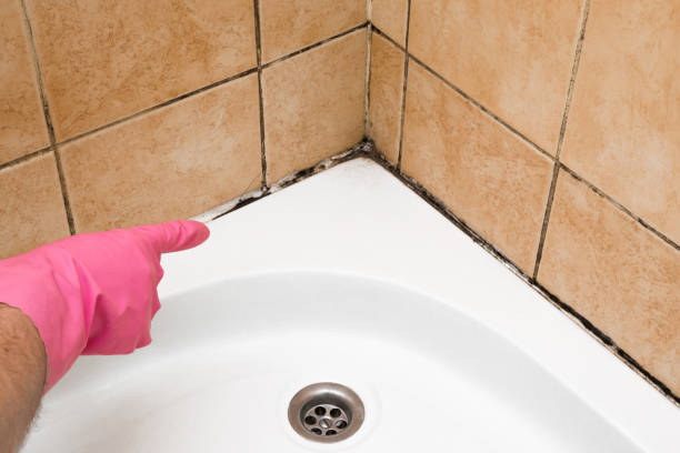 Best Mold Damage Repair  in Stonewood, WV