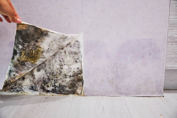 Best Attic Mold Removal  in Stonewood, WV